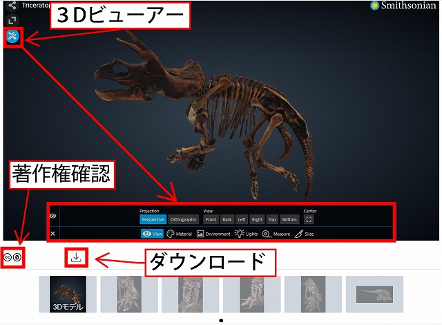 ティラノサウルス3D骨格画像
